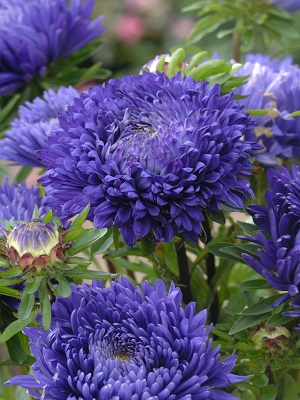 CHINA ASTER Tower Violet